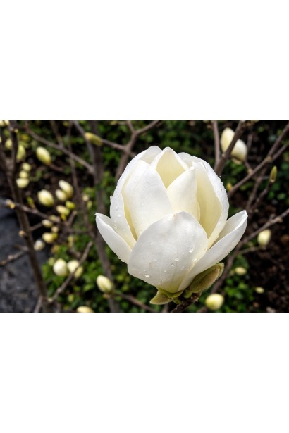 Magnolia Дабл Діамонд контейнер С18, 18 л